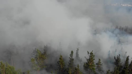 Forest Fires Are Burning Violently