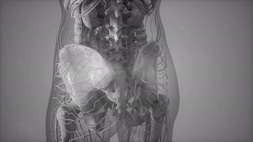 3D Render of Human Body Anatomy with Skeleton and Nervous System