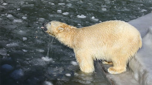 Eisbären 2