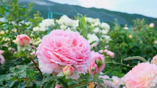 Belles roses pittoresques délicates et pittoresques en fleurs un jour d'été dans le parc. Roseraie.