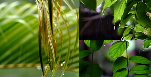 Raindrops on Vibrant Green Tropical Plant Leaves