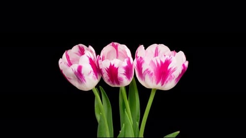 Tulips Blooming in Time Lapse on Black Background