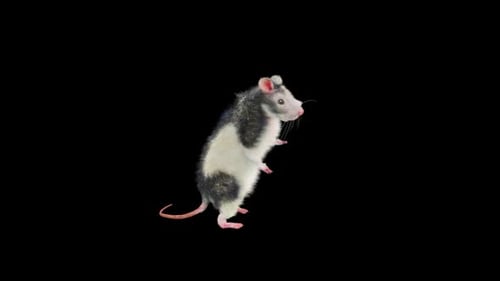 Realistic Animated White and Black Rat Standing Looking Around