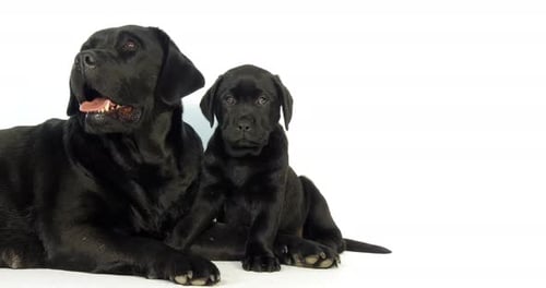 schwarzer Labrador Retriever, Hündin und Welpe auf weißem Hintergrund, Normandie, Zeitlupe 4K