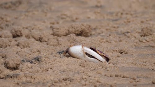 Fiddler crab on the beach