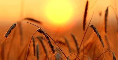 Golden Wheat Field at Sunset