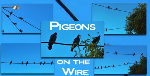 Pigeons Perch on Electrical Wires Against Blue Sky
