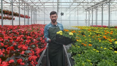 Man Carrying Flowers in Colorful Greenhouse