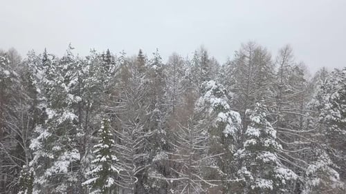 Pine Forest Under Snow in Winter. Elevating Aerial View of Coniferous Fir Trees