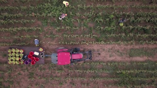 Aerial view of workers in field picking fresh corn with tractor pulling corn wagon nearby.