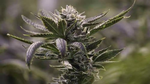 Zusammenfassung der medizinischen Marihuana-Pflanzenknospen mit flachem Fokus