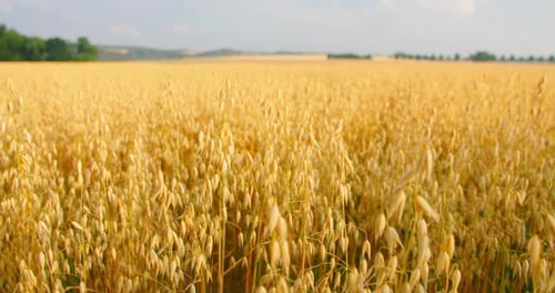 Golden Wheat Field in Countryside During the Day