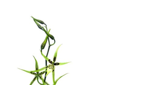 Elegant Green Orchid Blossoms Blooming on White Background