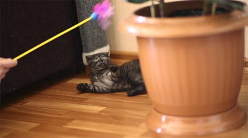 Tabby Kitten Playing with a Feather Toy Indoors