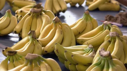 Close Up of Fresh Ripe Yellow Bananas