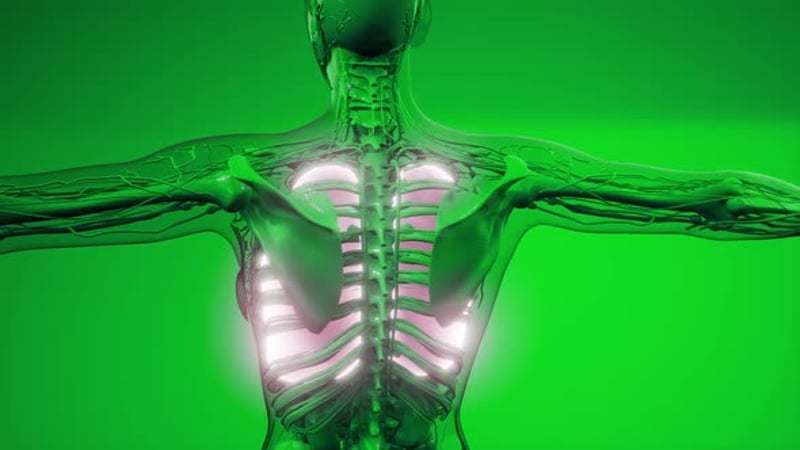 Animated 3D Human Anatomy Systems Rotating Medical Display ...