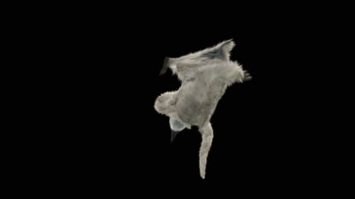 Penguin Dancing HD