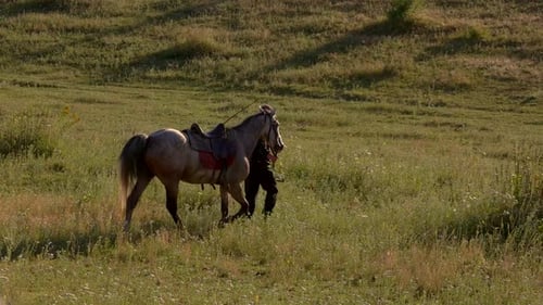 Der Mensch führt ein Pferd