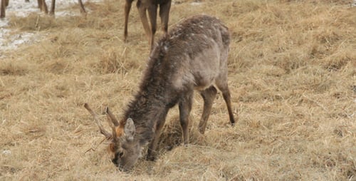 Deer Grazing in a Rural Field on a Sunny Day