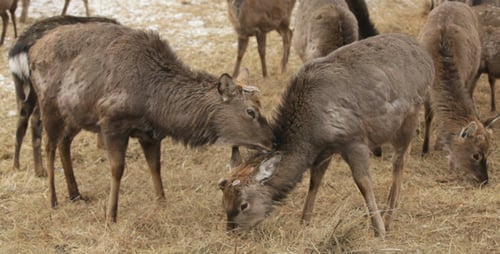 Herd of Deer Grazing in Rural Setting