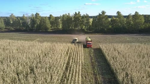 Harvesting Corn in Rural Farmland from Above
