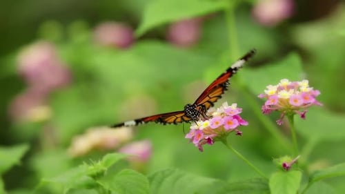 Schmetterlings- und Blumen-