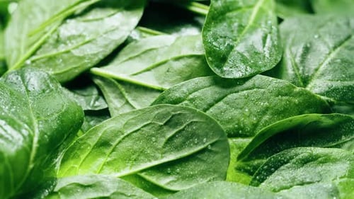 Spinach Closeup