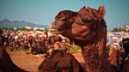 Zeitlupe eines Kamels beim Kauen in Pushkar, Indien, Mittlere Aufnahme