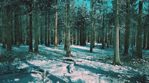 Snow Covered Conifer Forest at Sunny Day