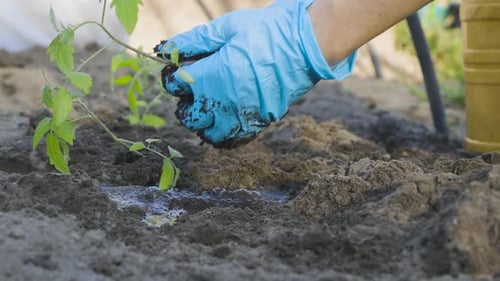 Planting Tomato Plants