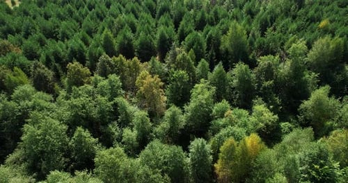 Forest Aerial View