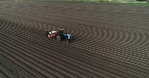 The Tractor Goes Across The Field With Plowing And Plants Carrots