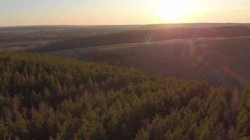 Aerial View of the Beautiful Autumn Forest at Sunset, Green Pine Trees. Colorful Landscape with
