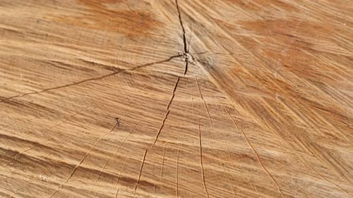 Textur von Brennholz hergestellt mit spaltendem Maul von Baumstämmen Nahaufnahme langsame Neigung 4K 2160p 30fps UltraHD