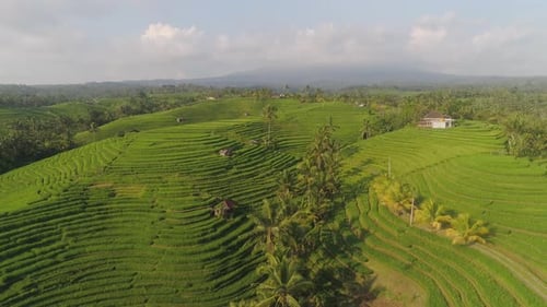 Rice Fields with Agricultural Land in Indonesia