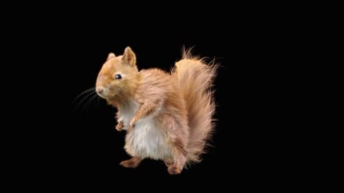 Realistic 3D Animated Squirrel Looking Around on Alpha Channel