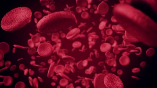 Realistic Red Blood Cells Flowing Through Vein Medical Animation
