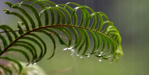 Close-Up of a Fern Frond in the Rain