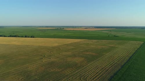Drone Wide Shot Haystack and Harvesting Dry Grass Aerial Hay Bales at Field