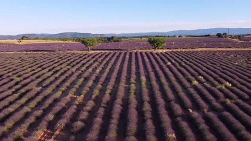 Lavendelfeld in der Valensole-Luftaufnahme