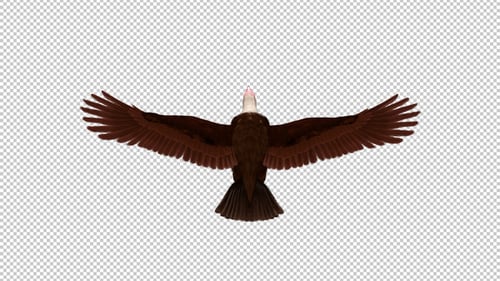 African Hooded Vulture - Flying Griffon Bird - Top Back View CU - Transparent Loop