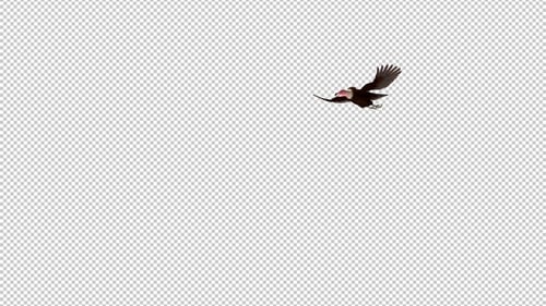 African Hooded Vulture - Griffon Raptor Bird - Flying Around Screen - Transparent Loop