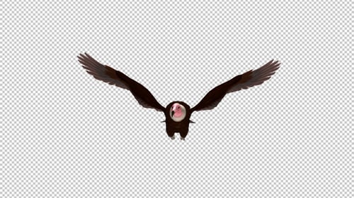 African Hooded Vulture - Flying Griffon Bird - Front View CU - Transparent Loop