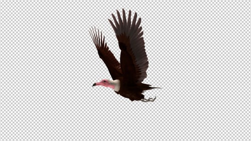 African Vulture Bird - Flying Griffon Raptor - Side Angle View CU - Transparent Loop