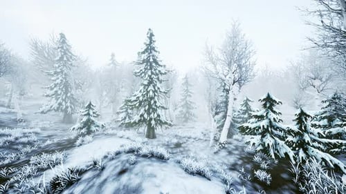 Winter Storm in a Forest in Winter
