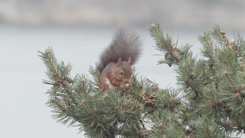 Squirrel Eating on Pine Tree Branch