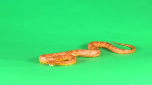 Tiger Python Molurus Bivittatus Morph Albine Birman sur fond vert, écran