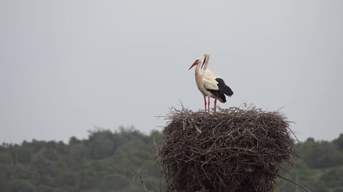 Weißstörche im Nest, Portugal