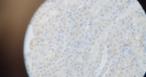 Microscopic View of Cells