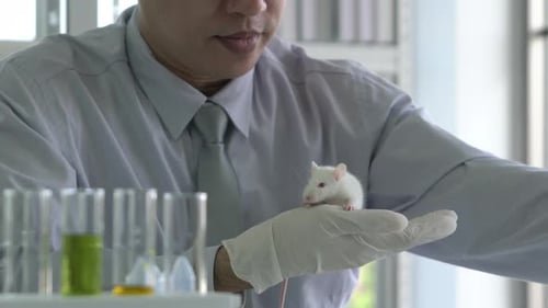 Adult Holding White Rat in Lab, Close Up